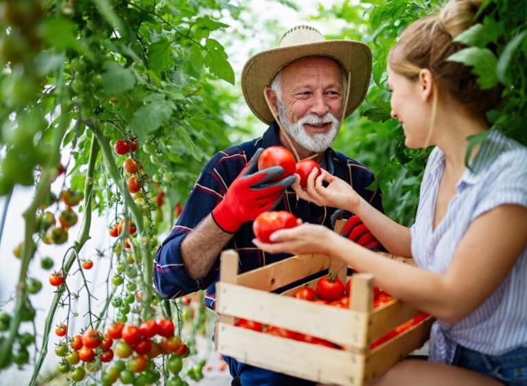 Senior man and woman harvesting ripe tomatoes together in a bright greenhouse filled with lush green plants.